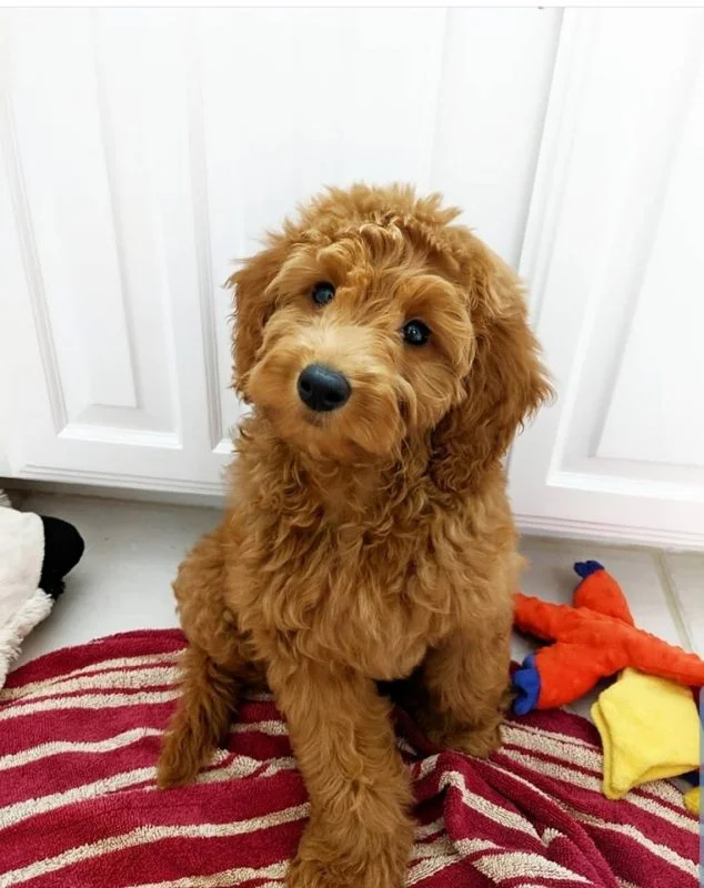 16 Boredom Busters To Occupy Your Goldendoodle 5 occupy your Goldendoodle