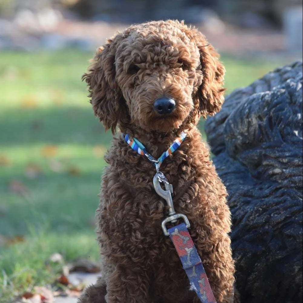 F1-B Mini Goldendoodle Puppy - Chuma 8 F1-B Mini Goldendoodle Puppy - Chuma - Image 6