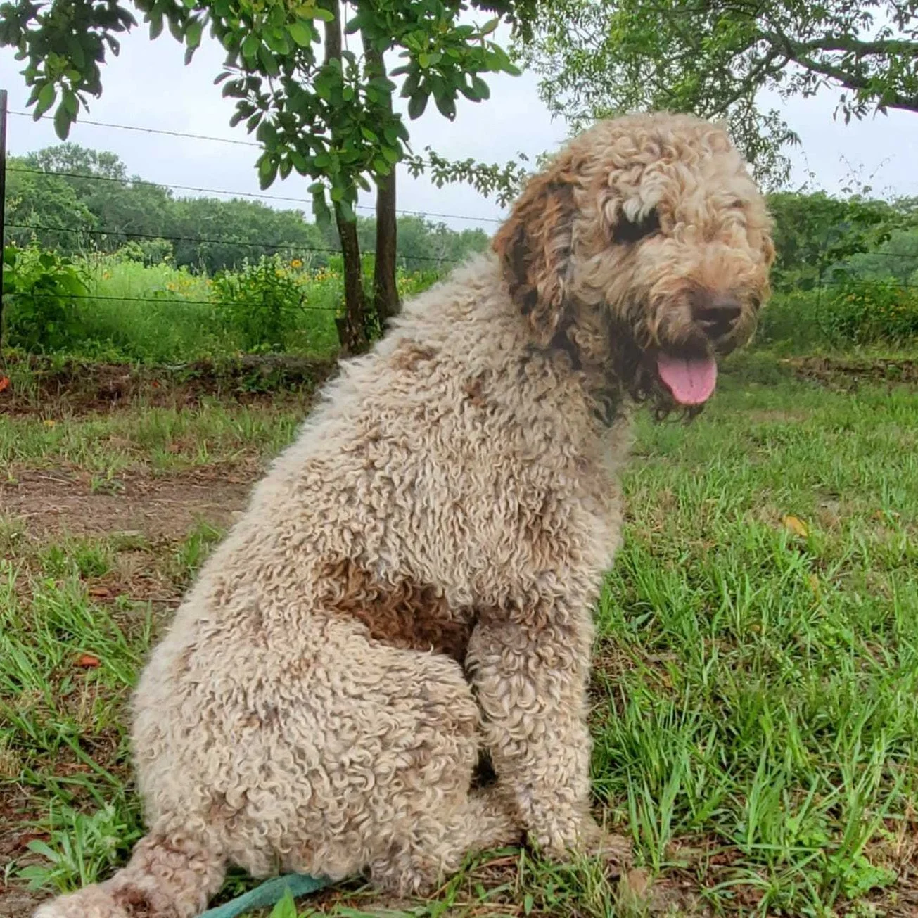 How To Train Your Goldendoodle Puppy 4