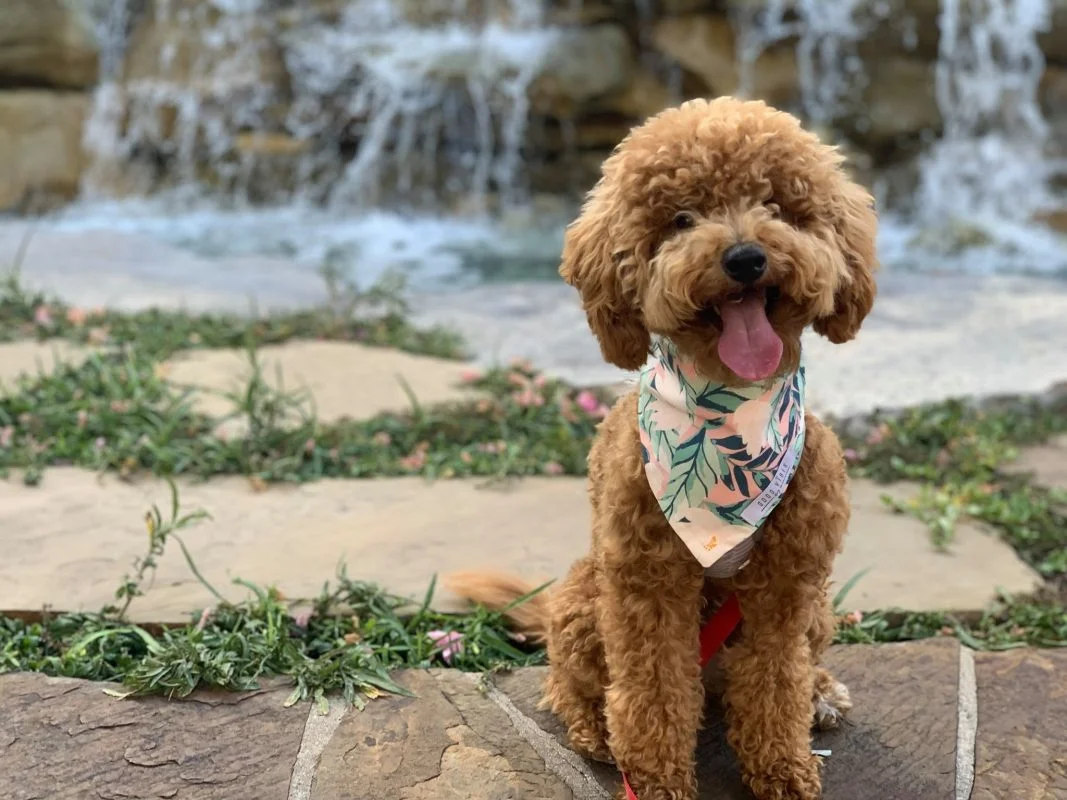 A Guide To Traveling With Your Goldendoodle 3 traveling with your Goldendoodle