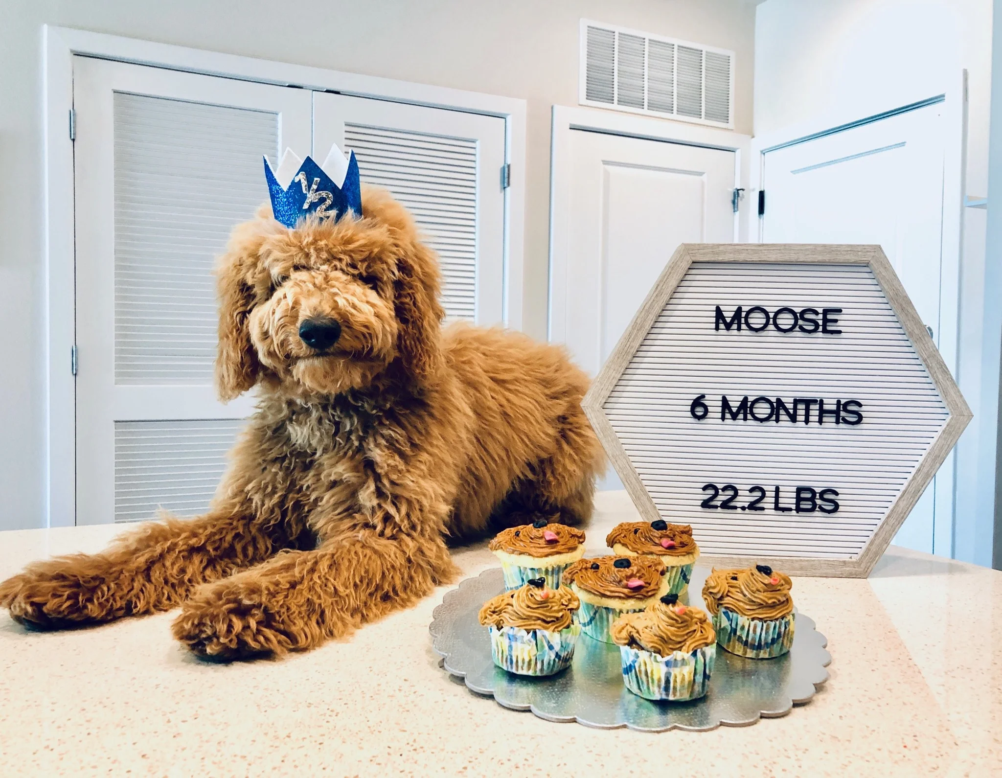 treats you can give your puppy