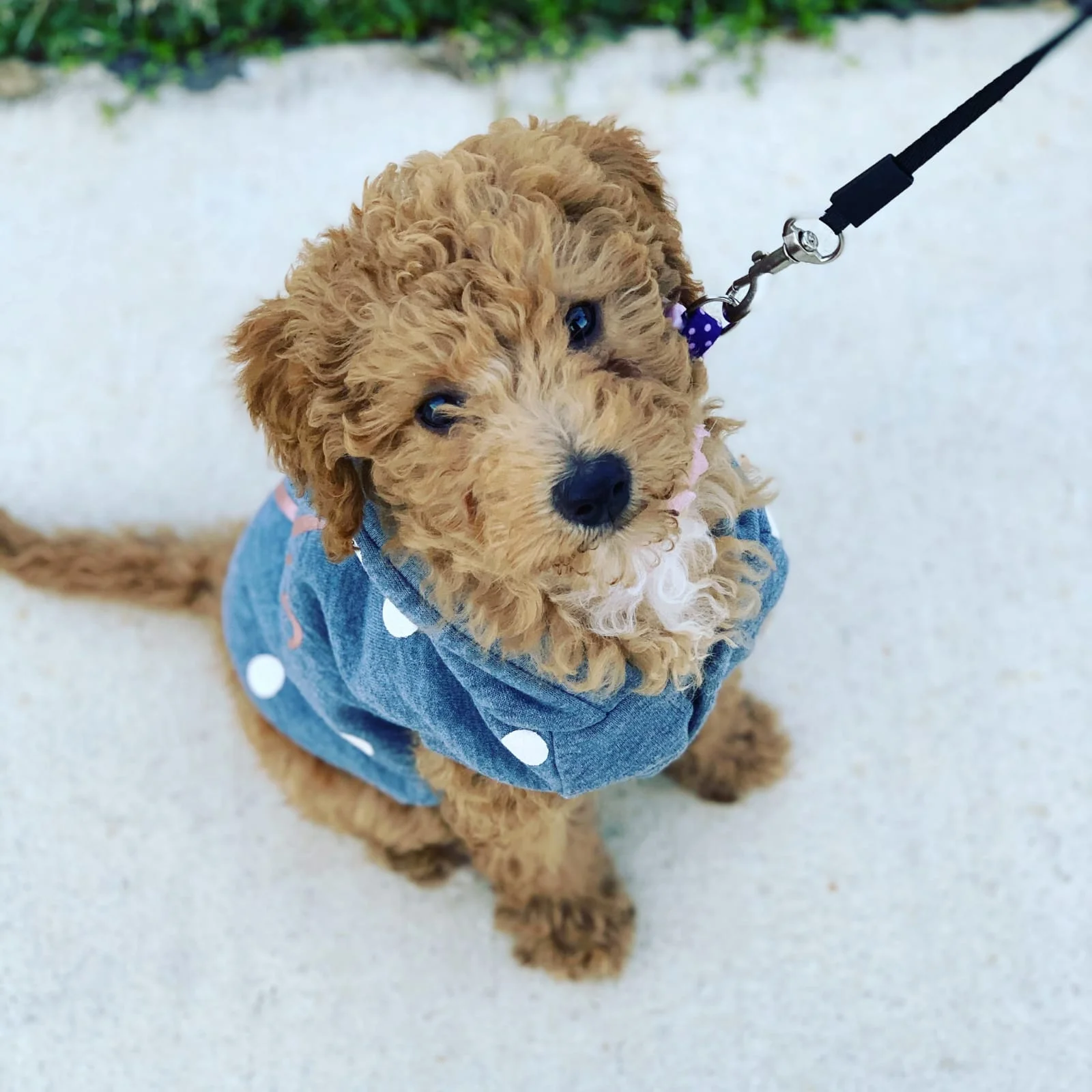 Fun Tricks You Can Teach Your Goldendoodle 5
