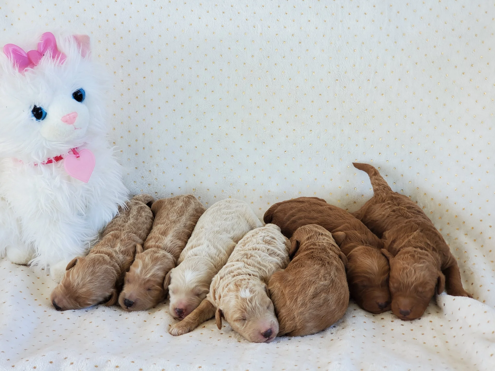 mini goldendoodles