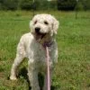 F1-B Mini Goldendoodle puppy