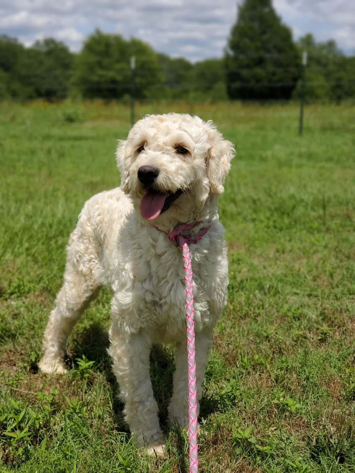 F1-B Mini Goldendoodle Puppy - Tracker - Image 4