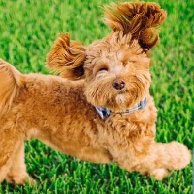 How To Train Your Goldendoodle Puppy 3 recall