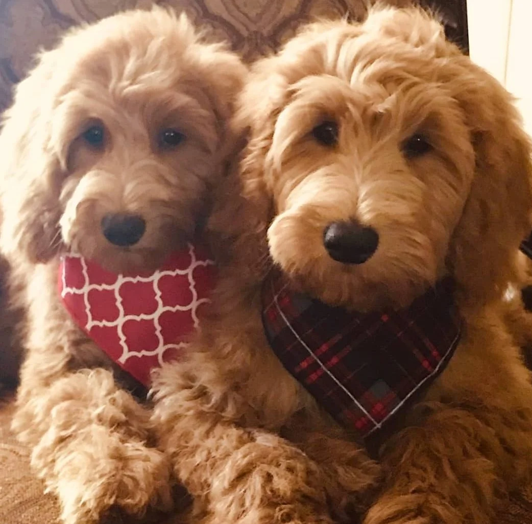 jealousy in dogs