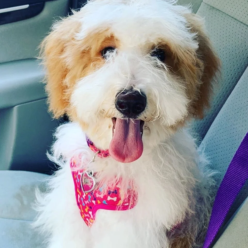 A Guide To Traveling With Your Goldendoodle 2 traveling with your Goldendoodle