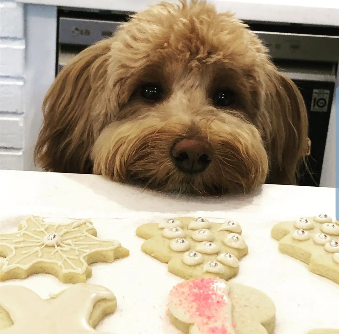 treats you can give your puppy