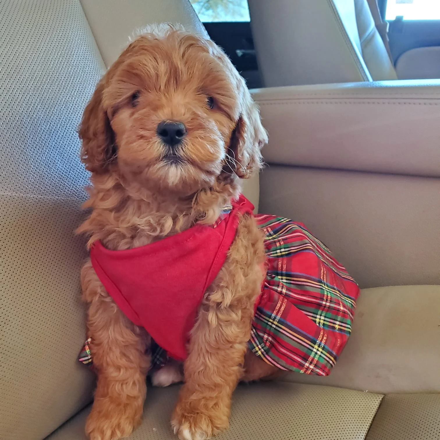 traveling with your Goldendoodle