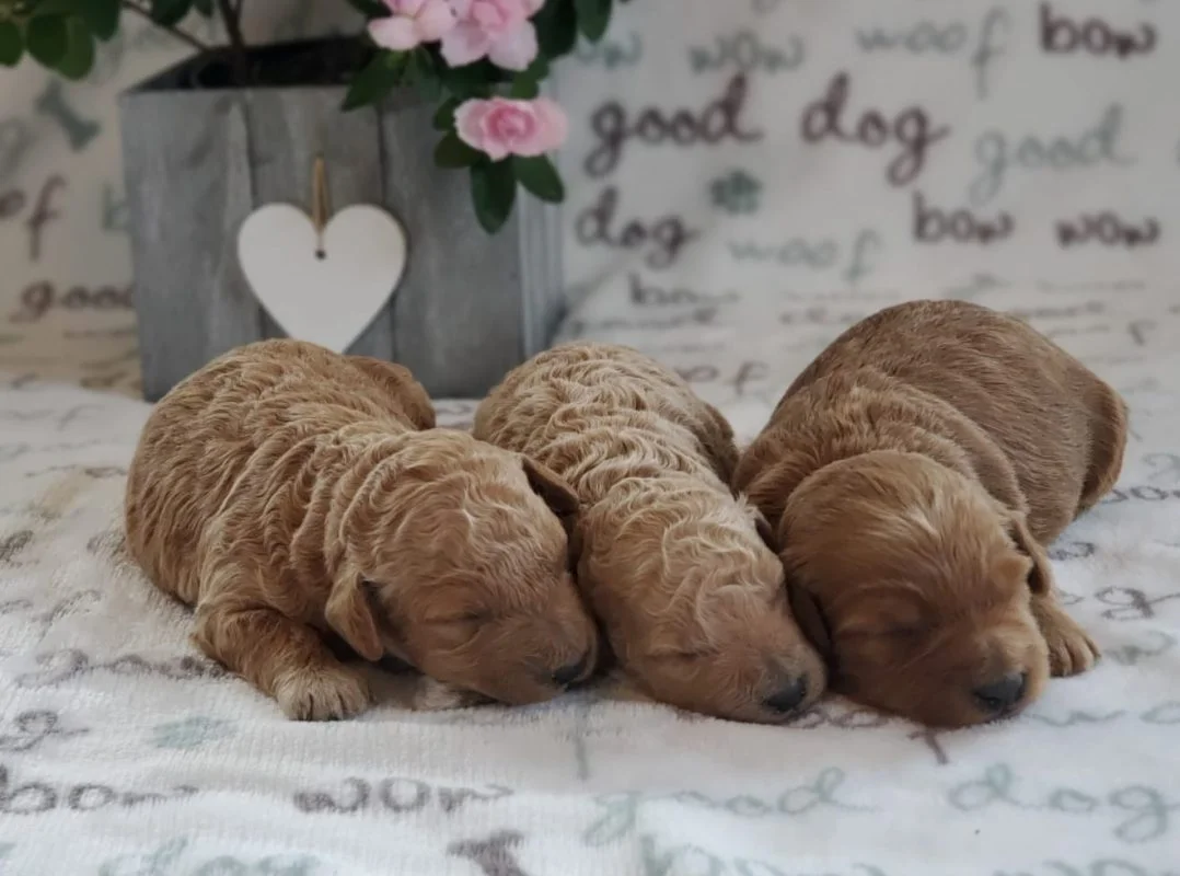 Our 50 Best Dog Names for 2020 1