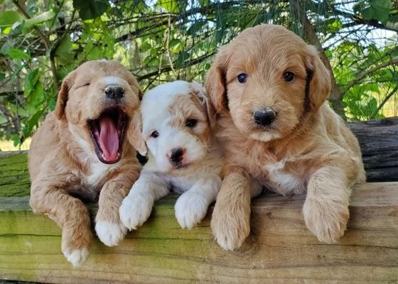 jealousy in dogs
