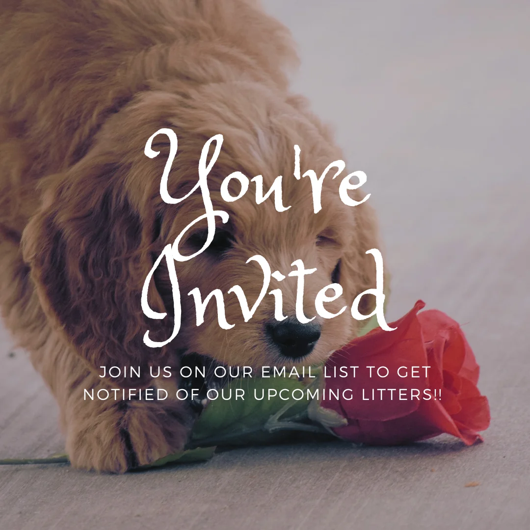 Upcoming Litter Updates 2 f1-b mini goldendoodle puppies f1-b mini goldendoodle puppies