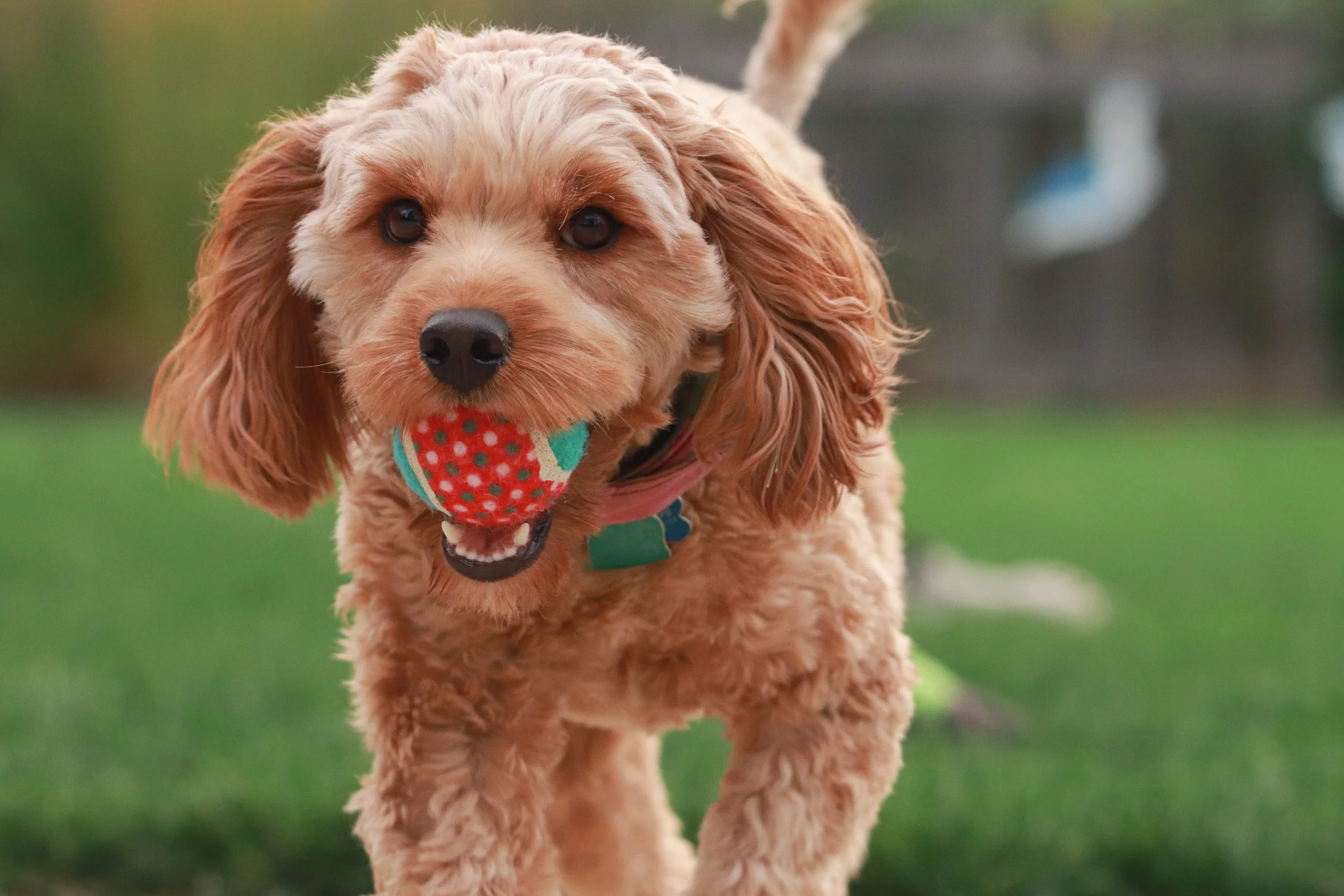 16 Boredom Busters To Occupy Your Goldendoodle 4