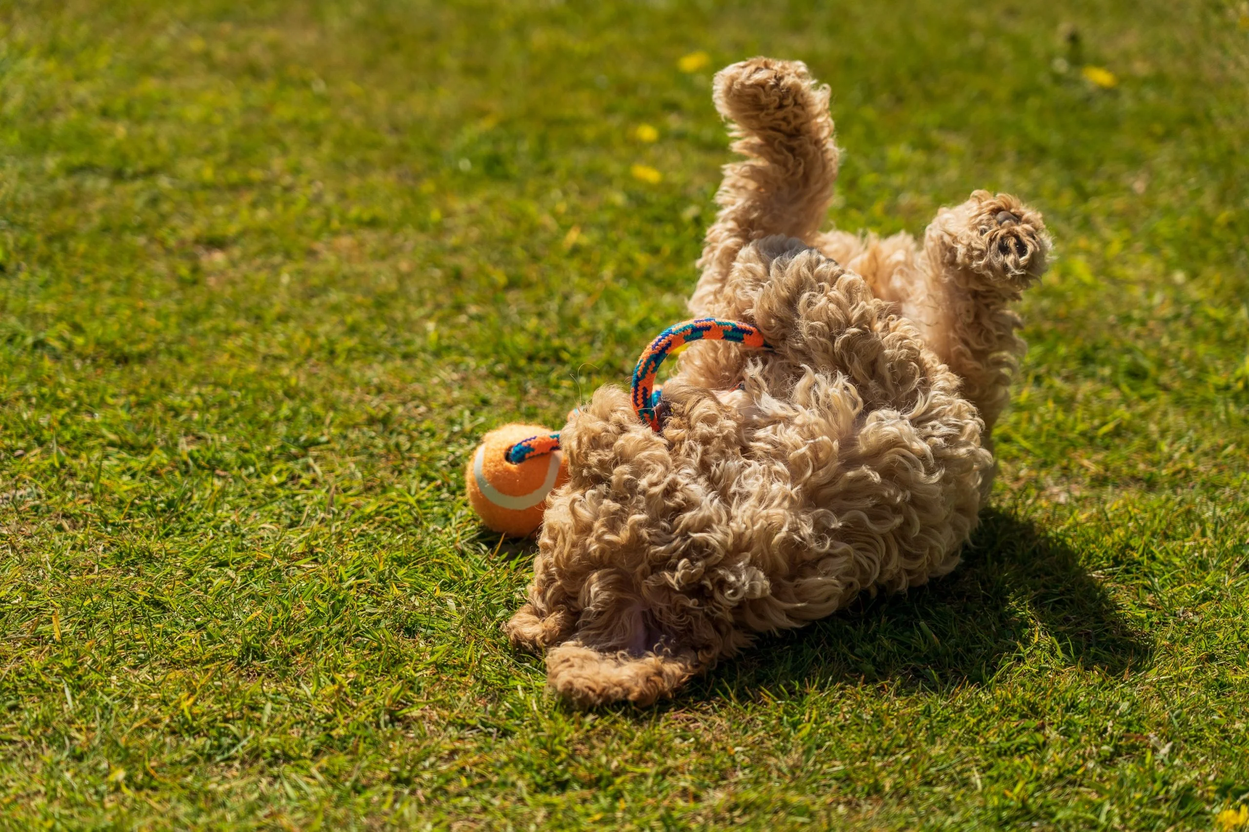Fun Tricks You Can Teach Your Goldendoodle 3