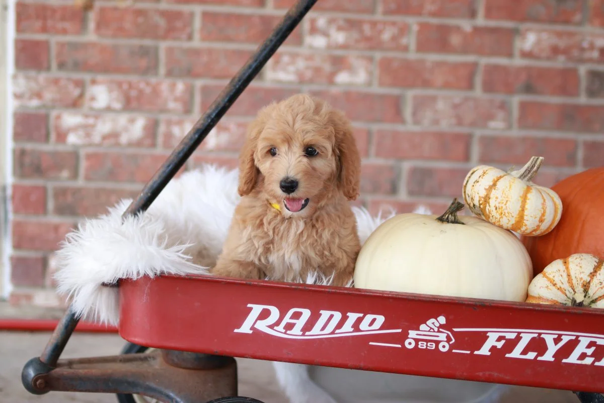 A Guide To Traveling With Your Goldendoodle 1 traveling with your Goldendoodle