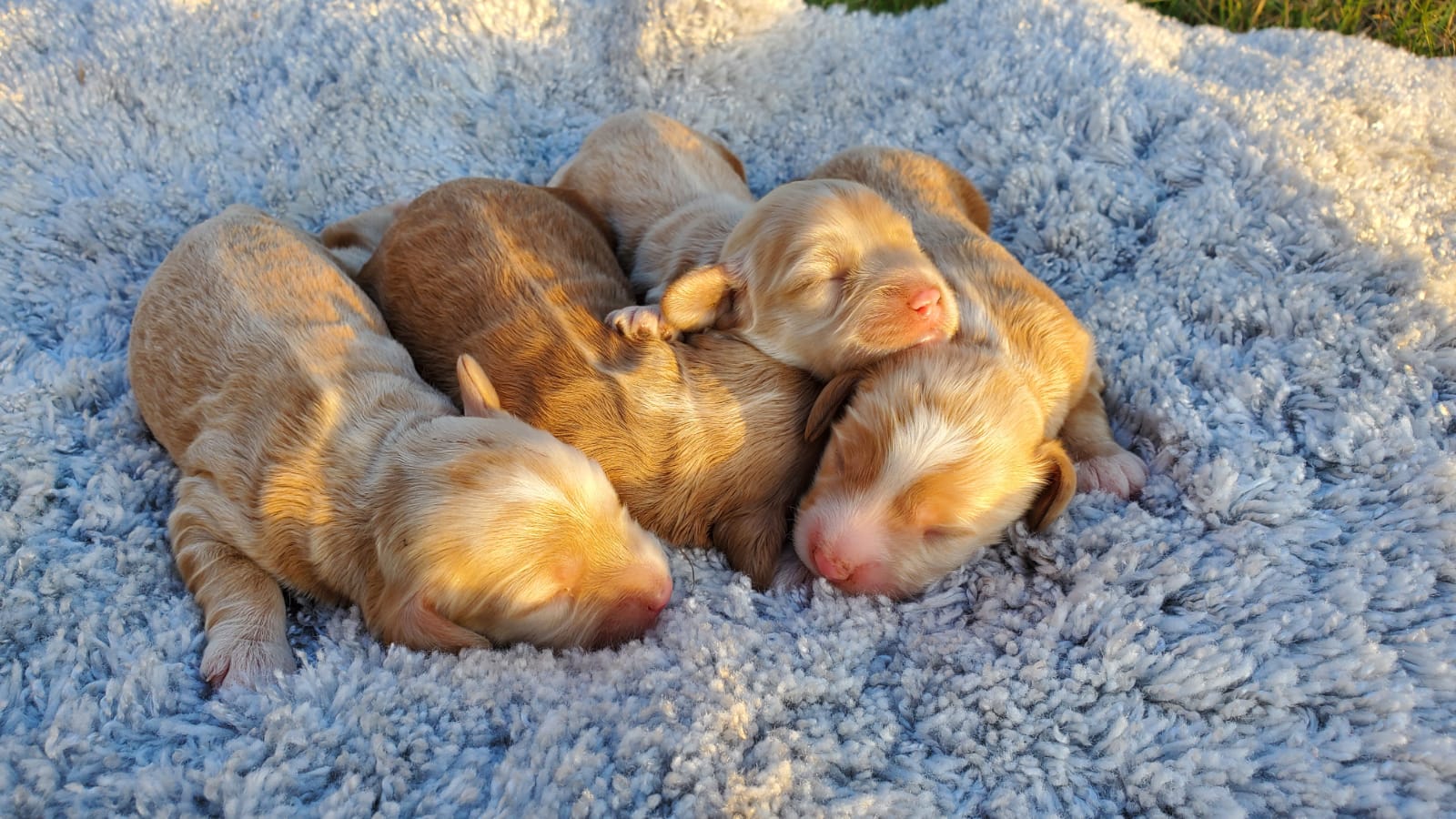 cockapoos