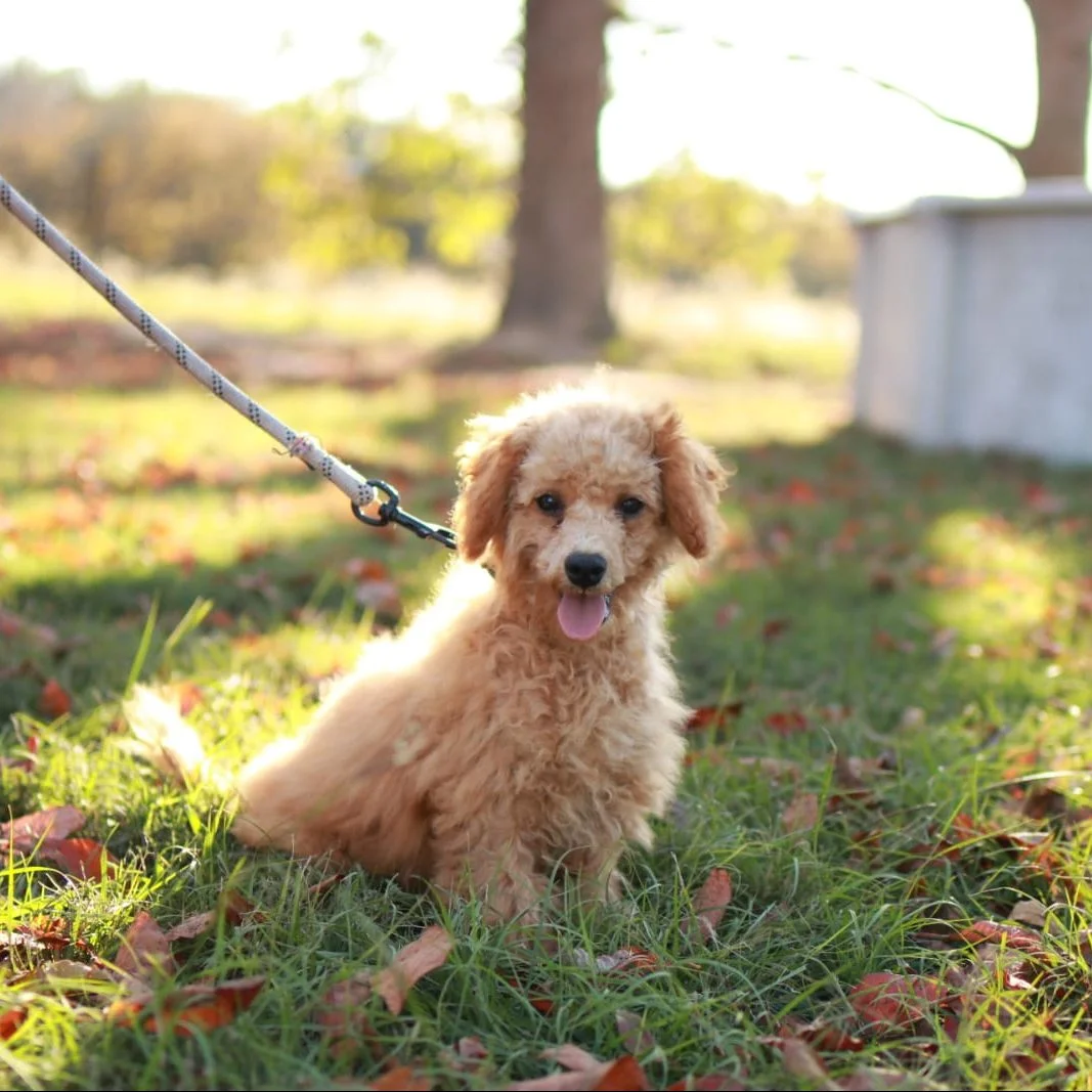 16 Boredom Busters To Occupy Your Goldendoodle 3 occupy your Goldendoodle