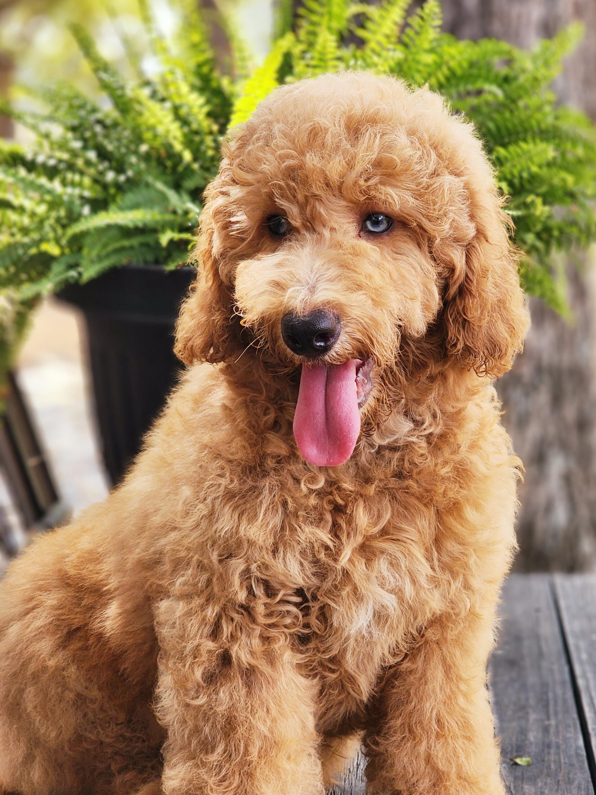 Medium Goldendoodle Puppy