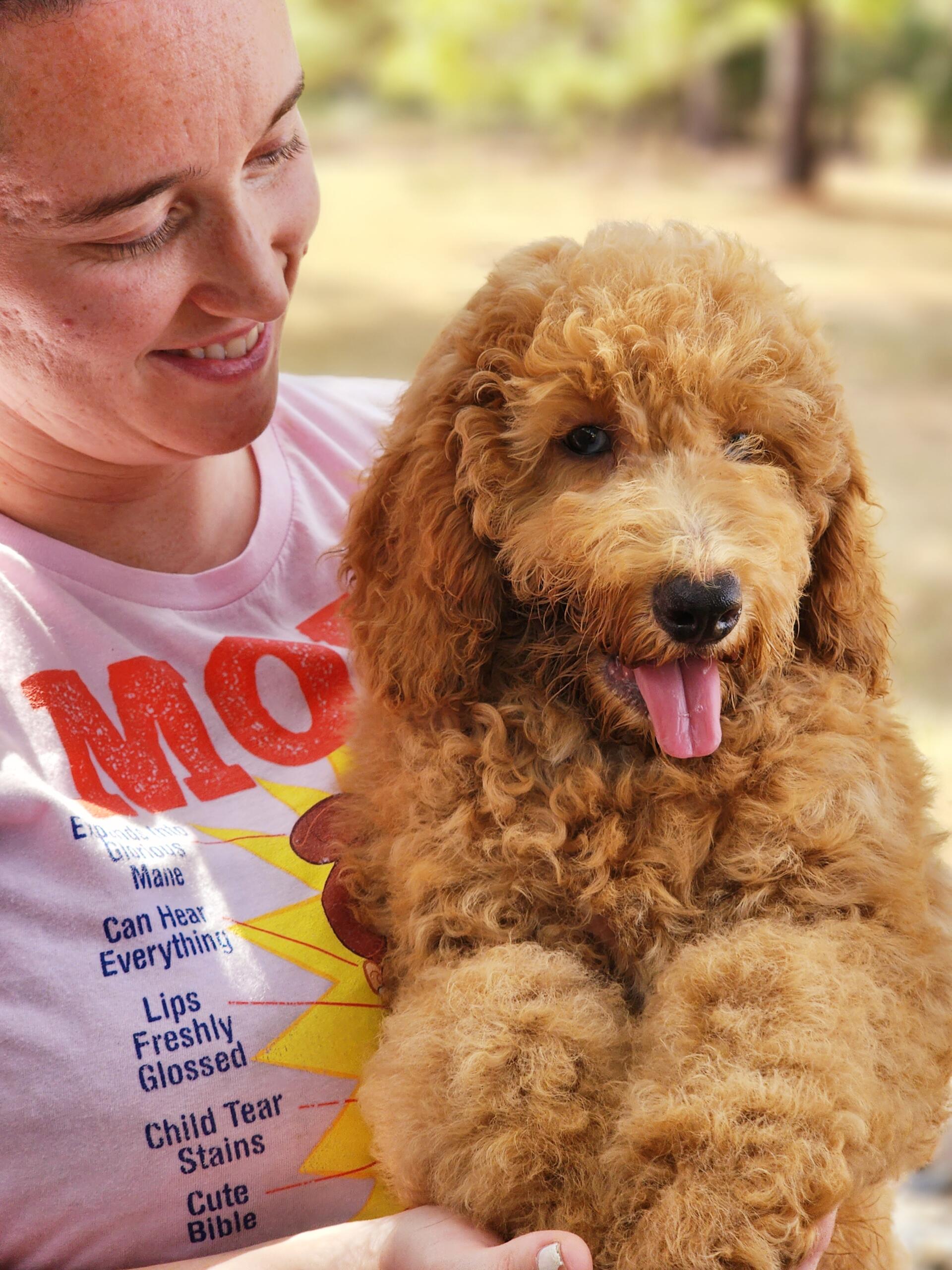 Medium Goldendoodle Puppy