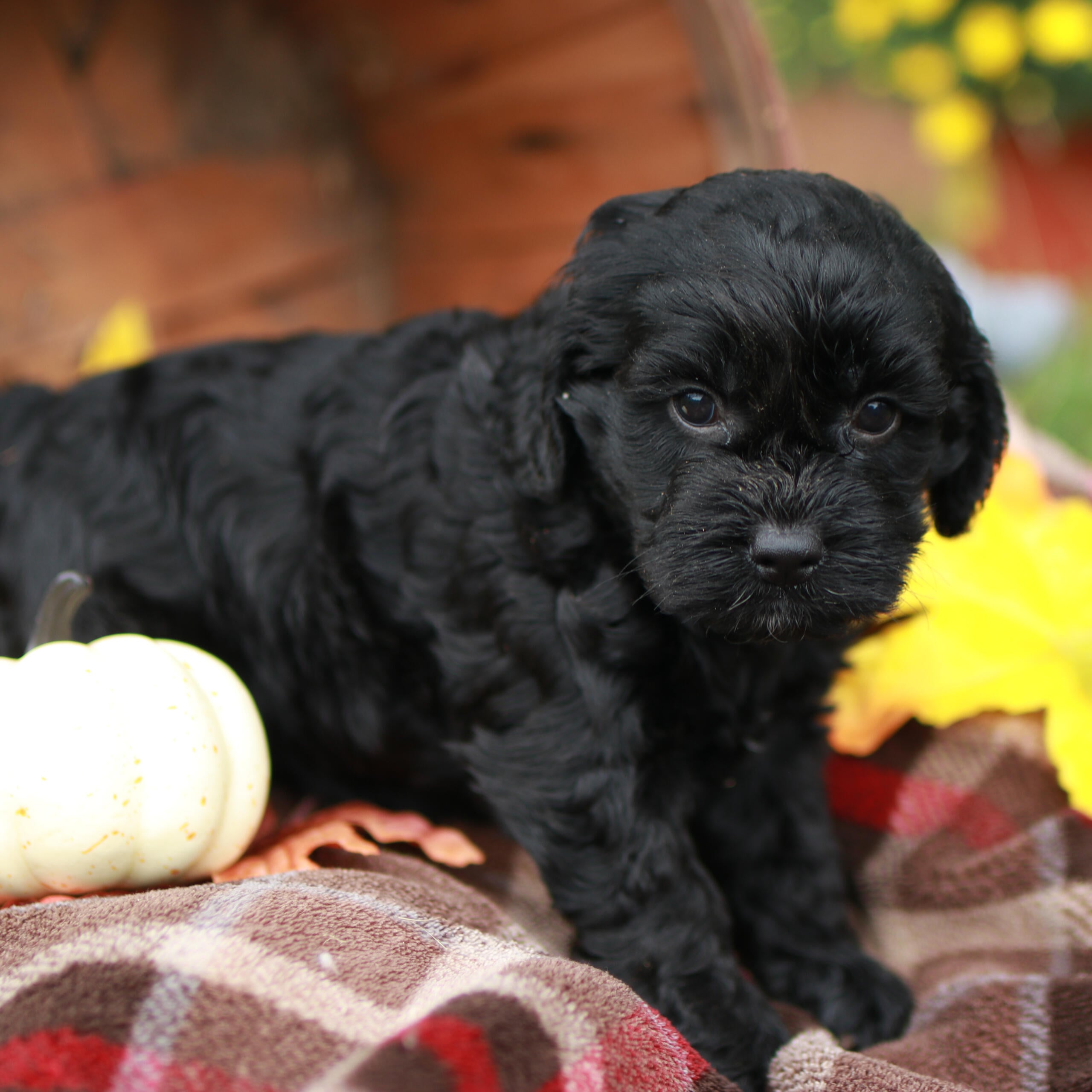 Pink Cockapoo Pup Cockapoos Puppies