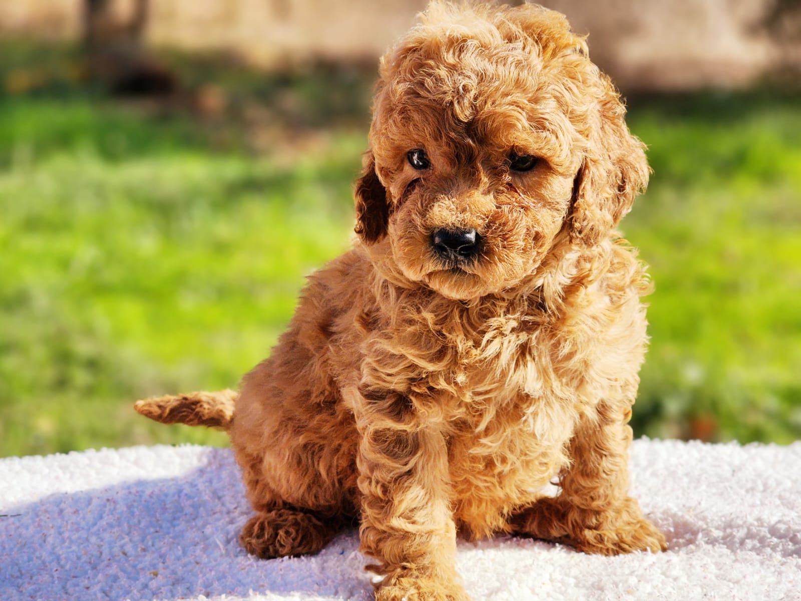 F1B Mini Goldendoodle