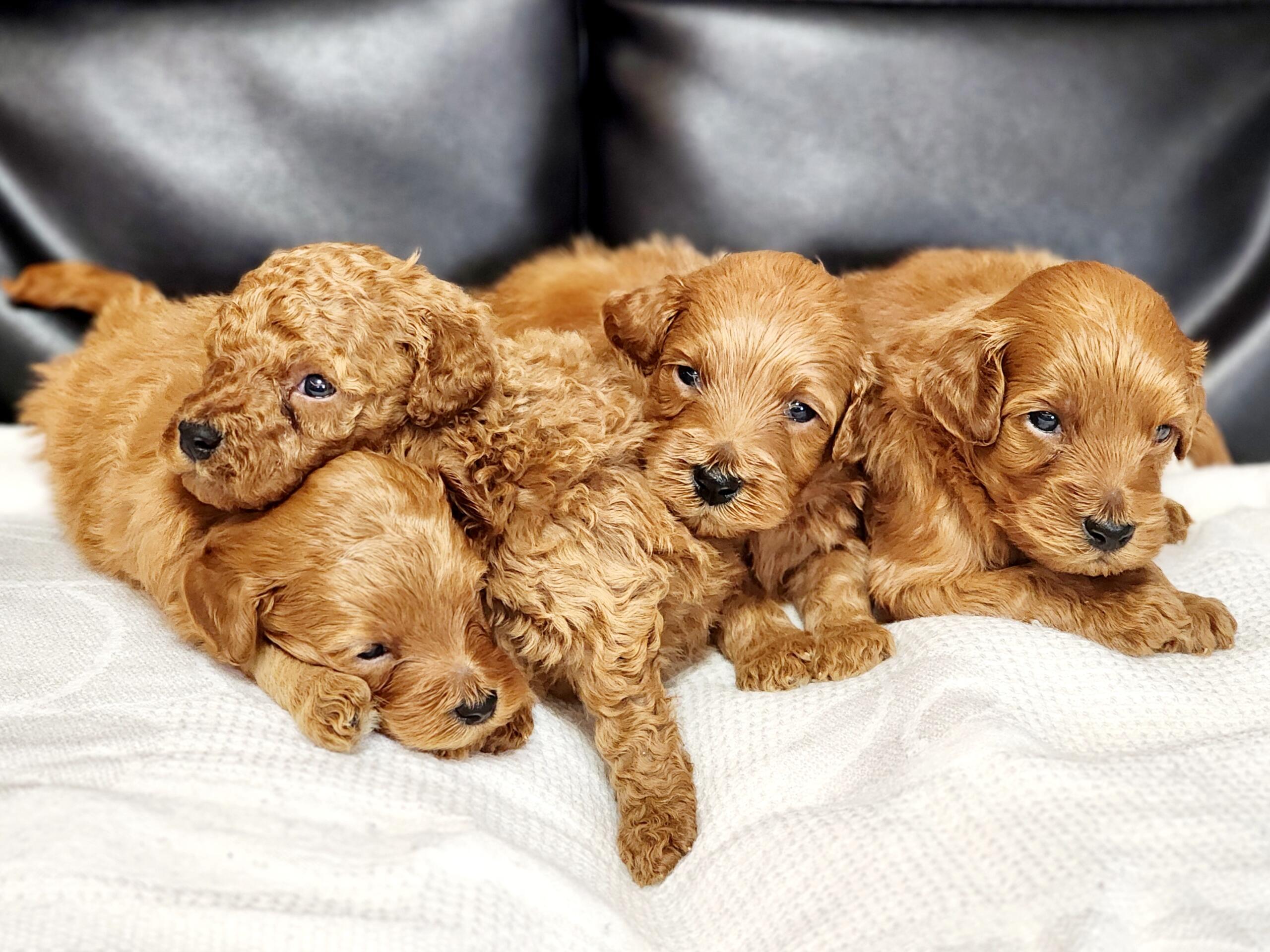 Mini Goldendoodle Puppies White Mini Goldendoodle Puppies White