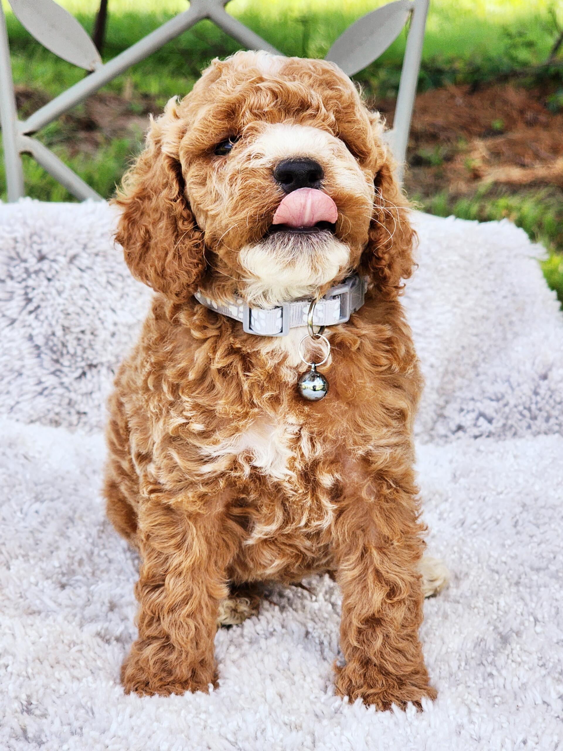Cockapoo puppy