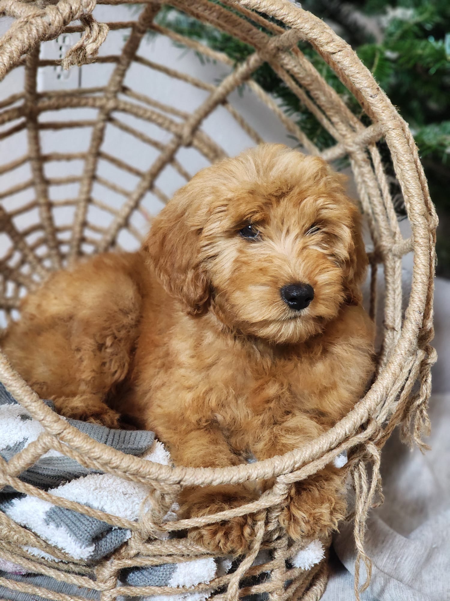 f1-b mini goldendoodle puppy