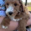 F1-B Mini Goldendoodle Puppy - Champ 11 mini goldendoodle puppy