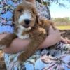F1-B Mini Goldendoodle Puppy - Champ 12 mini goldendoodle puppy