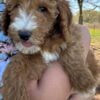 F1-B Mini Goldendoodle Puppy - Charger 10 mini goldendoodle puppy