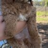 mini goldendoodle puppy