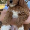 F1-B Mini Goldendoodle Puppy - Chino 1 mini goldendoodle puppy