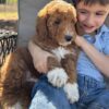 F1-B Mini Goldendoodle Puppy - Chino 12 mini goldendoodle puppy