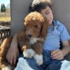 F1-B Mini Goldendoodle Puppy - Chino 11 mini goldendoodle puppy