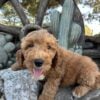 F1-B Mini Goldendoodle Puppy - Chip 12 mini goldendoodle puppy