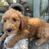 F1-B Mini Goldendoodle Puppy - Chip 11 mini goldendoodle puppy