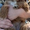 F1-B Mini Goldendoodle Puppy - Chizzy 11 mini goldendoodle puppy