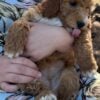 F1-B Mini Goldendoodle Puppy - Chizzy 12 mini goldendoodle puppy