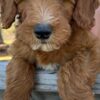 F1-B Mini Goldendoodle Puppy - Chuma 10 mini goldendoodle puppy