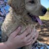 F1-B Mini Goldendoodle Puppy - Dash 10 mini goldendoodle puppy