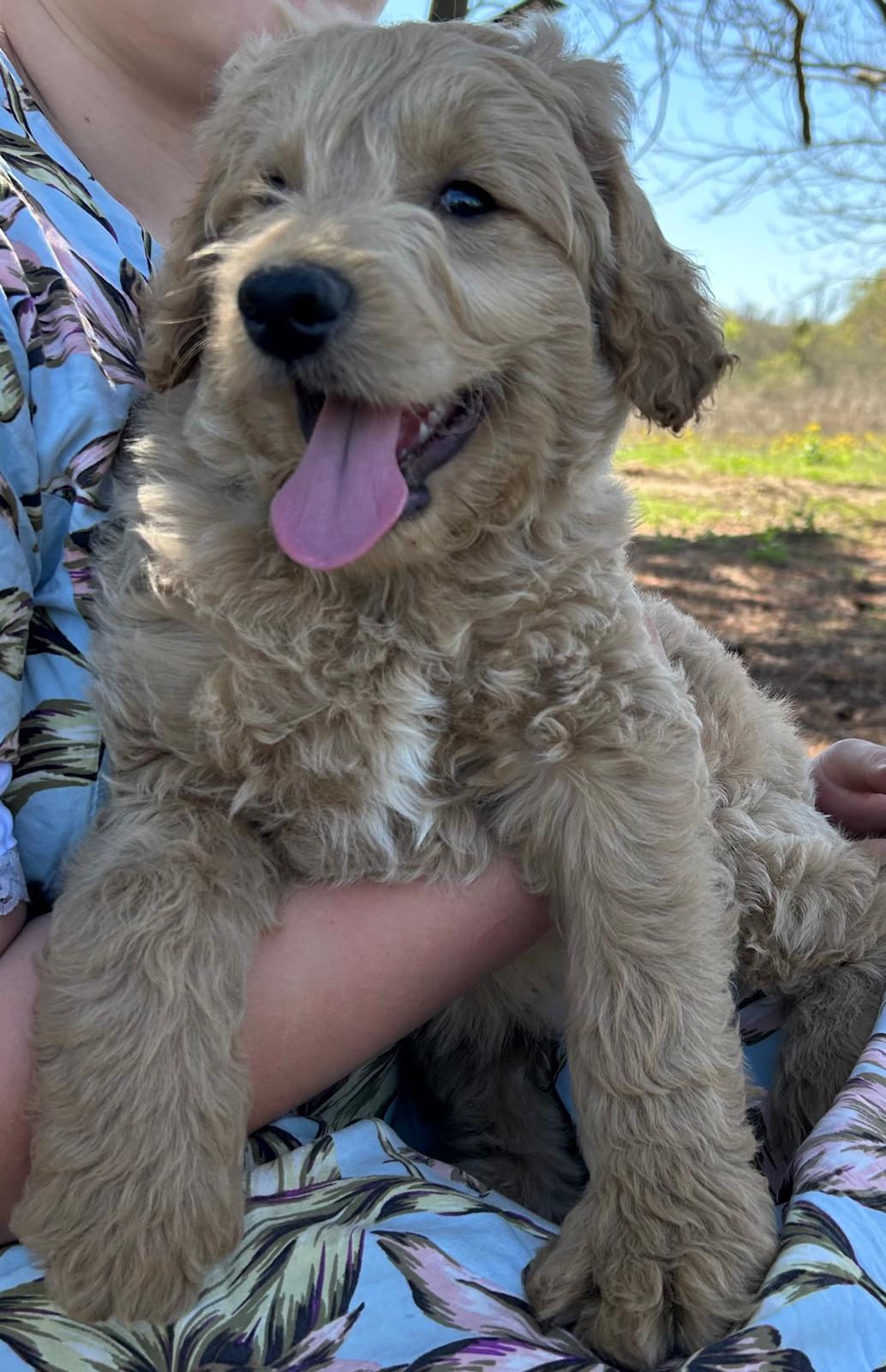 Elevage de Goldendoodle France
