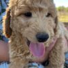 F1-B Mini Goldendoodle Puppy - Digger 12 mini goldendoodle puppy