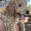 F1-B Mini Goldendoodle Puppy - Duke 10 mini goldendoodle puppy