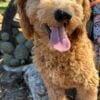 mini goldendoodle puppy