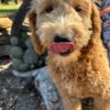 F1-B Mini Goldendoodle Puppy - Snoopy 9 F1-B Mini Goldendoodle mini goldendoodle puppy
