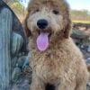mini goldendoodle puppy