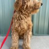 F1-B Mini Goldendoodle Puppy - Dino 13 F1-B mini goldendoodle puppy