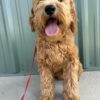 F1-B Mini Goldendoodle Puppy - Dino 11 F1-B mini goldendoodle puppy